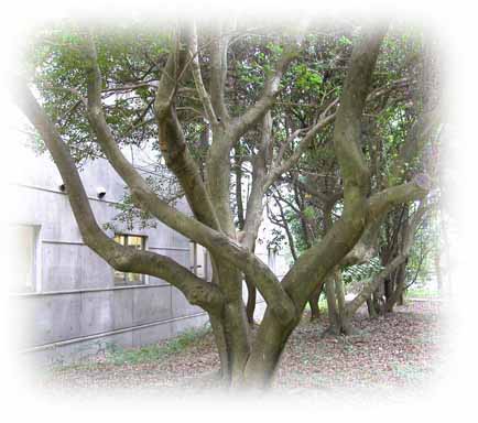 ウッドデッキ と四季の樹木 ウッドデッキ や木の情報 ウッドデッキ の施工例などを提供するサイトです